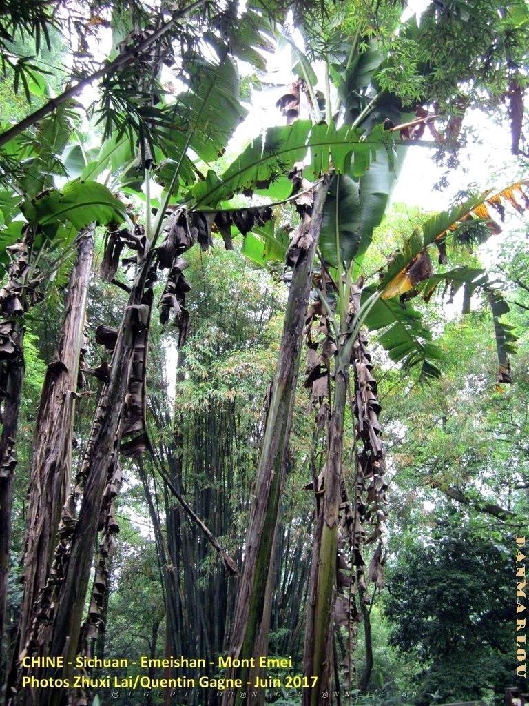 Emeishan 030.JPG